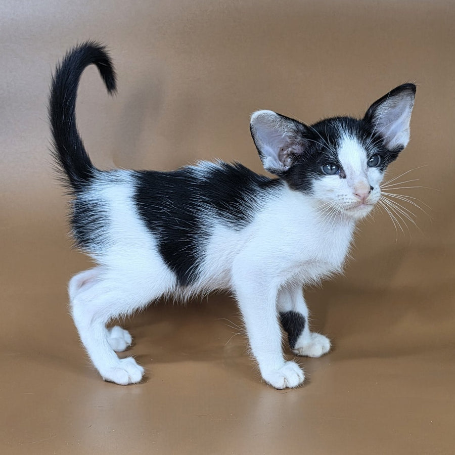 Asher Oriental Shorthair male, black bicolour