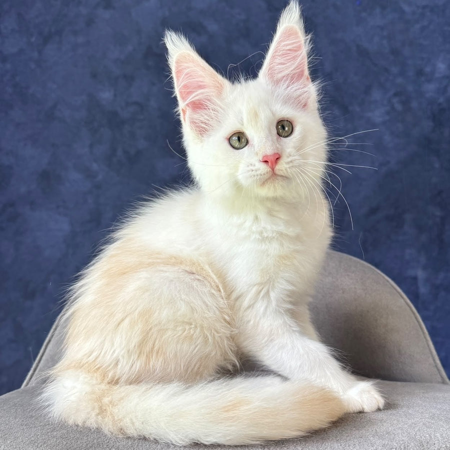 Sangro Maine Coon male, red silver ticked tabby