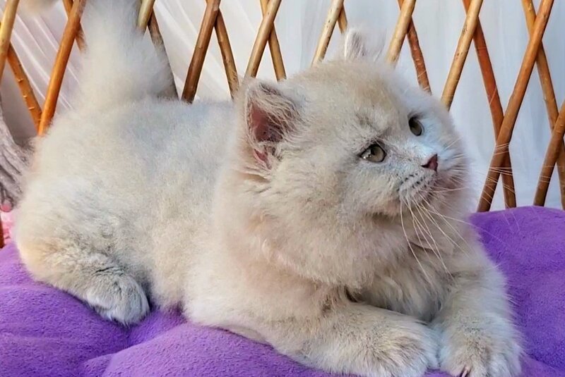 Teo British Longhair male fawn - live animals
