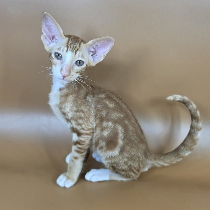 Xylan Oriental Shorthair male, red tabby mitted