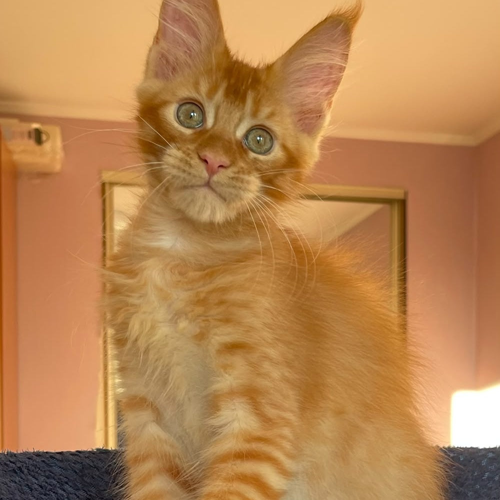 Kenzo Maine Coon male, red