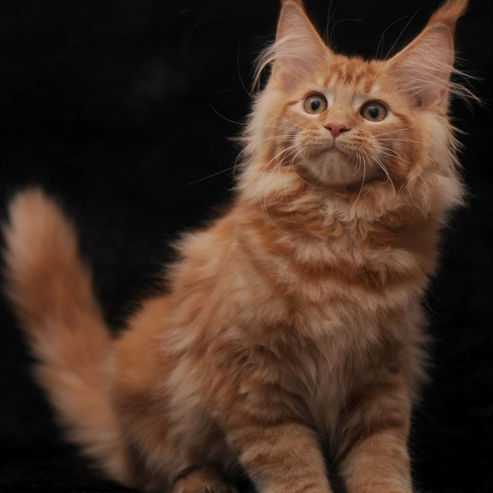 Riana Maine Coon female, red