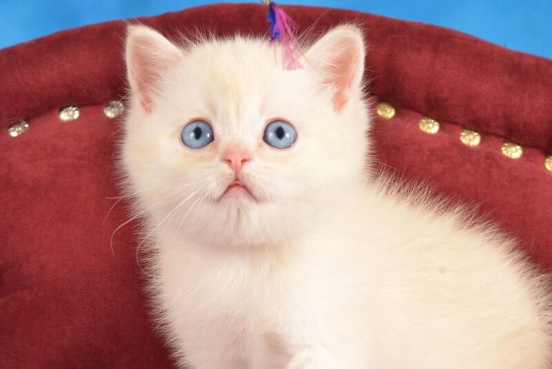 Ekler Scottish Straight male red golden shaded pointed live animals