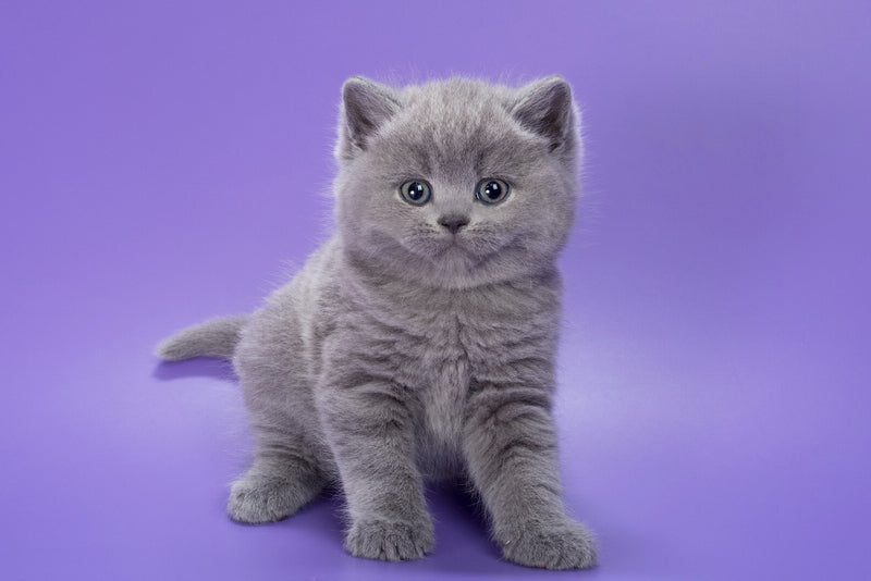 Pascal British Shorthair male, blue