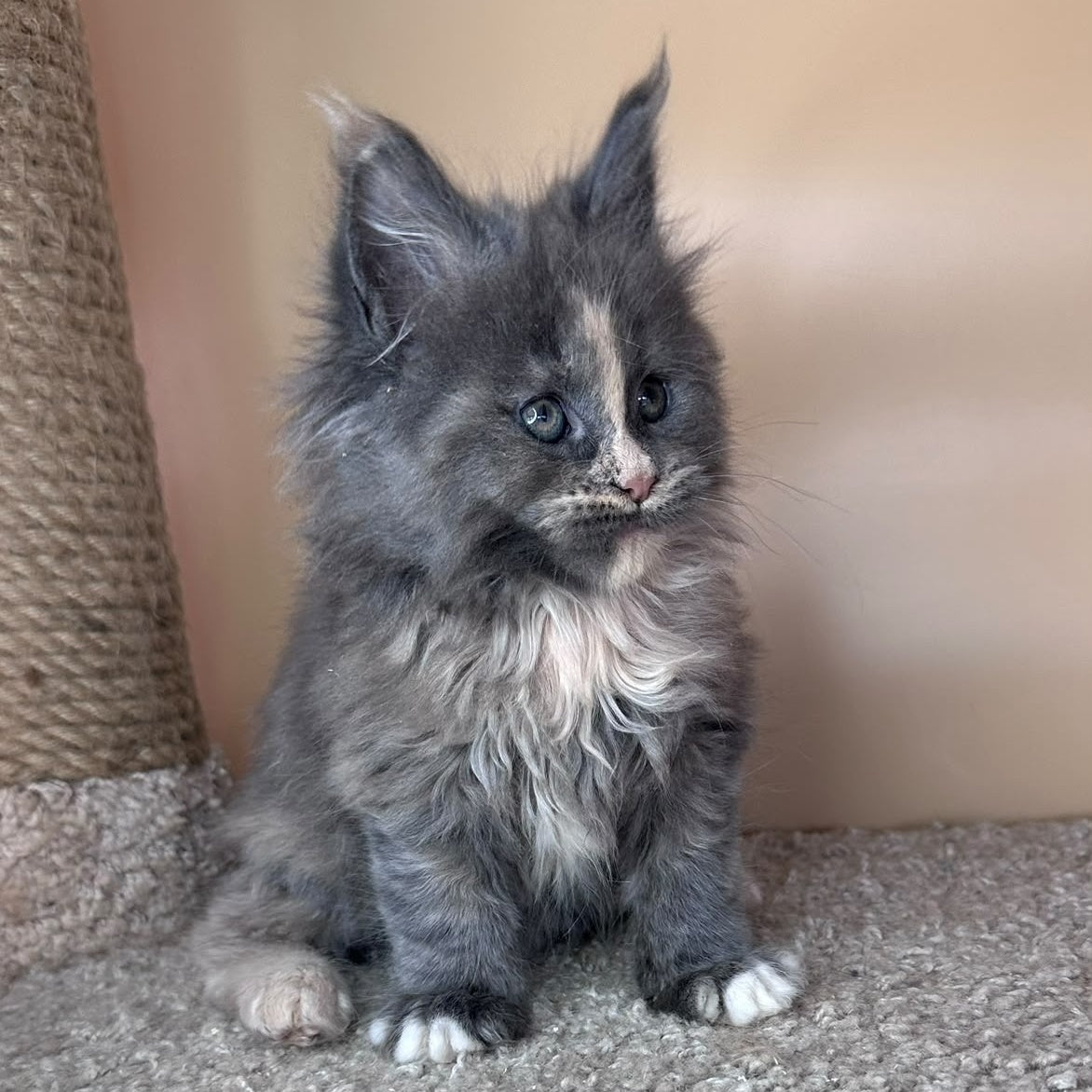 Vivian Maine Coon female, blue tortie with white