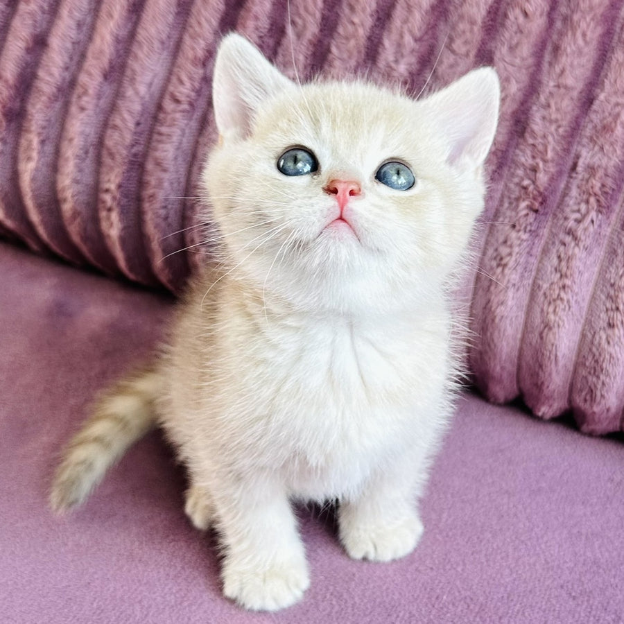 Jin British Shorthair male, blue golden spotted tabby