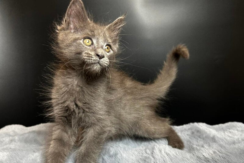 Baunti Maine Coon female blue - live animals