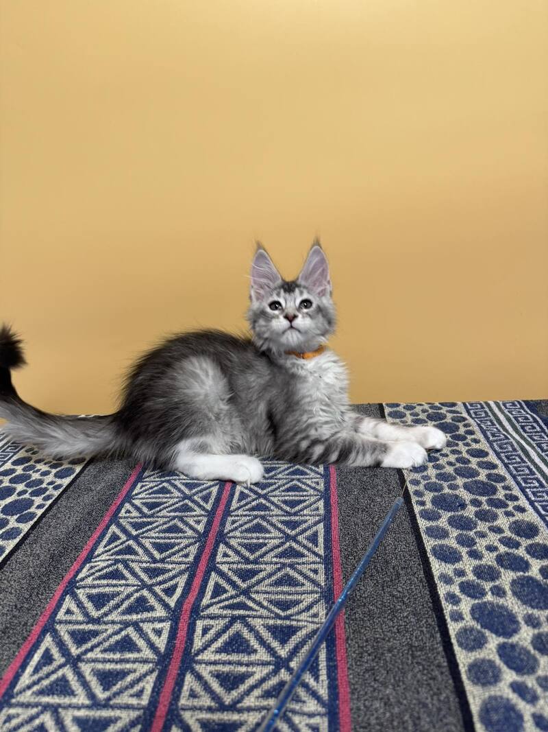 Italy Maine Coon female black tortie silver ticked tabby live animals