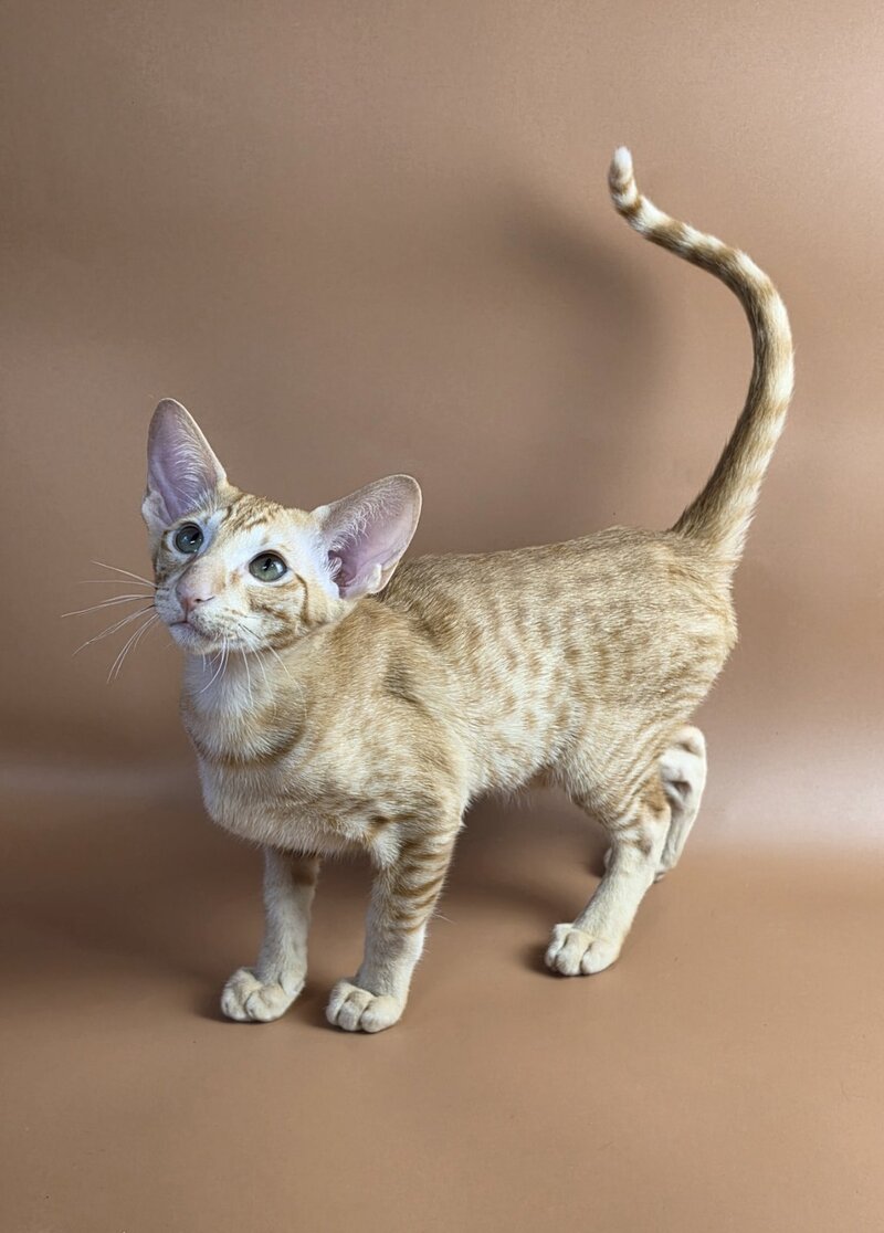 Uvar Oriental Shorthair male, red