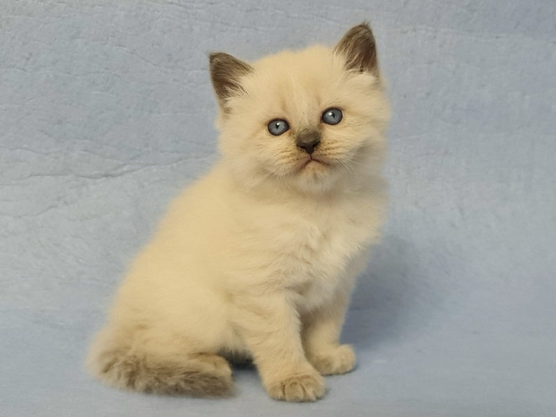 Archie Siberian male black pointed - live animals