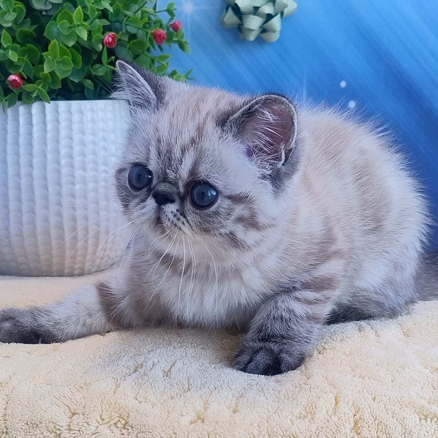 Henk Exotic male, black tabby pointed