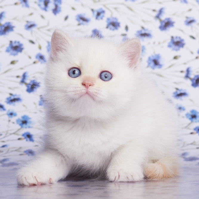 Atlas British Shorthair male, cream pointed