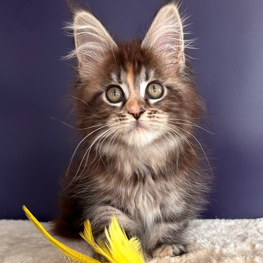 X-Lady Maine Coon female, black tortie silver tabby