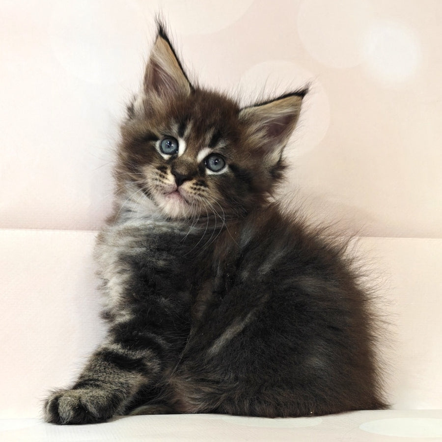 Mustang Maine Coon male, black tabby