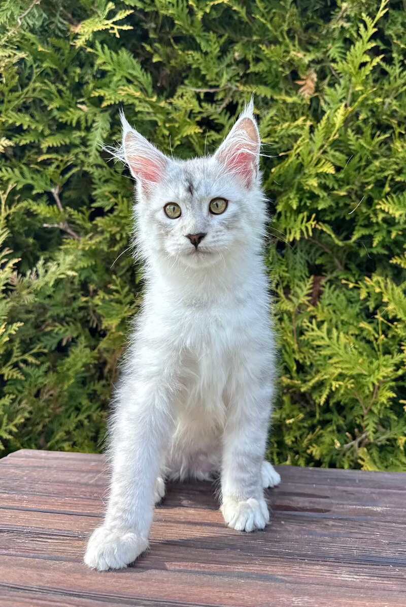 Dodge Maine Coon male black silver spotted tabby - live animals