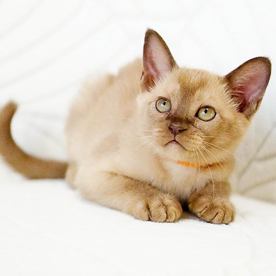 Vanessa Burmese female, chocolate