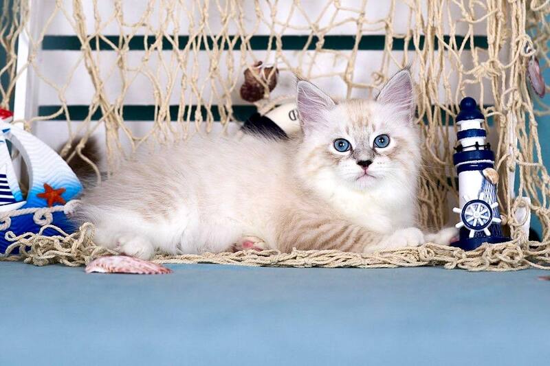 Don Juan Siberian male black silver with white tabby pointed - live animals