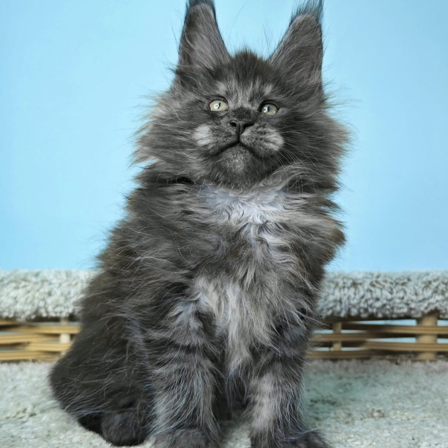 Harry Maine Coon male, black silver