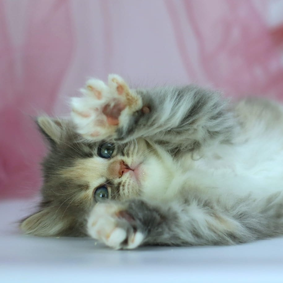 India Siberian female, blue tortie with white spotted tabby