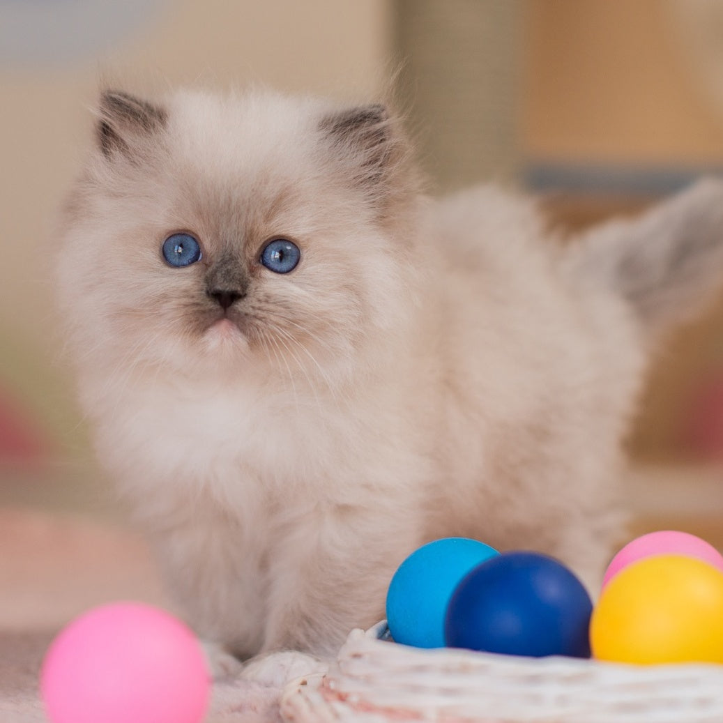 Yeti Ragdoll male, blue mitted