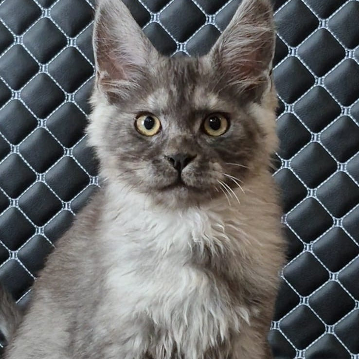 Cosmo Maine Coon male, black silver