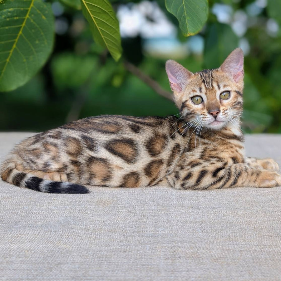 Zuri Bengal female, black spotted tabby