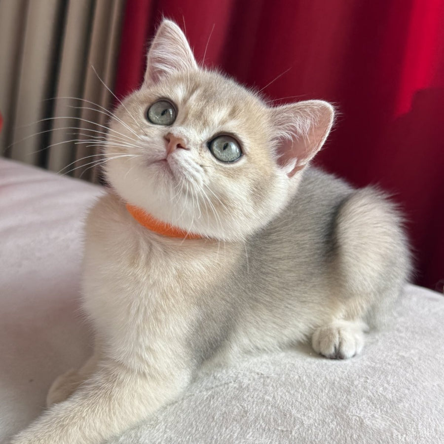 Elpako Scottish Straight male, blue golden shaded