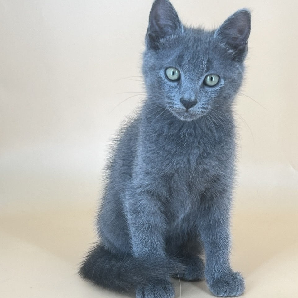 Kris Russian Blue male, blue