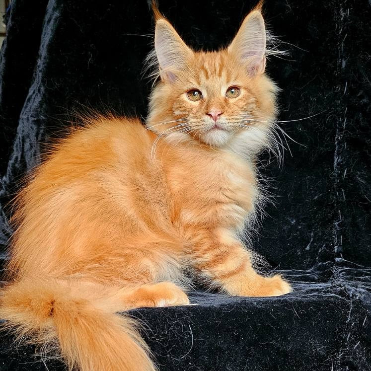Sanny Maine Coon male, red tabby