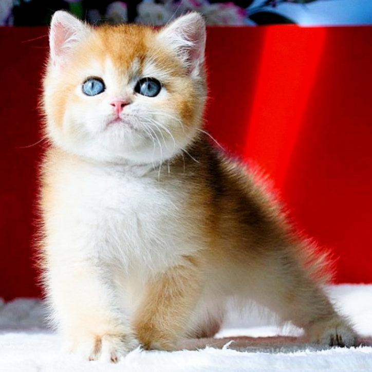 Tiffany British Shorthair female, black golden chinchilla