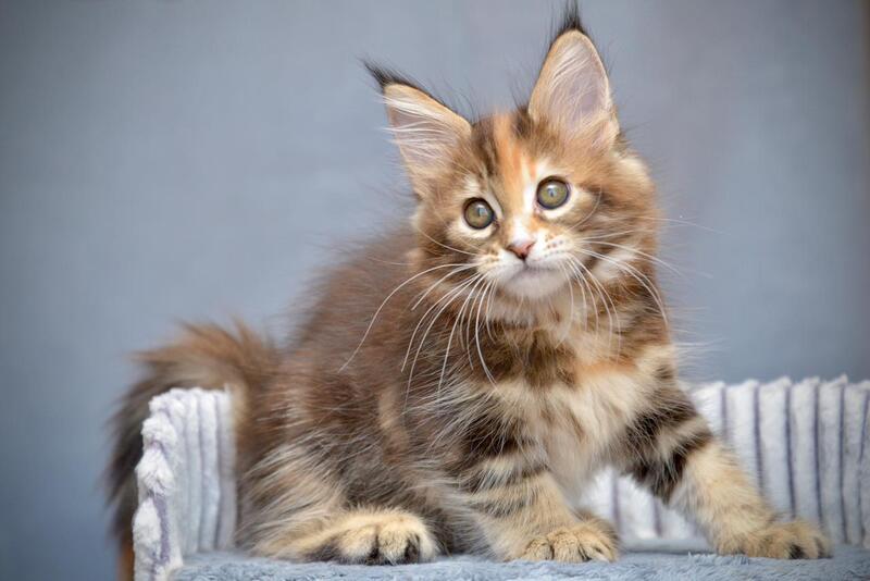 Vatrushka Maine Coon female black tortie with white tabby live animals