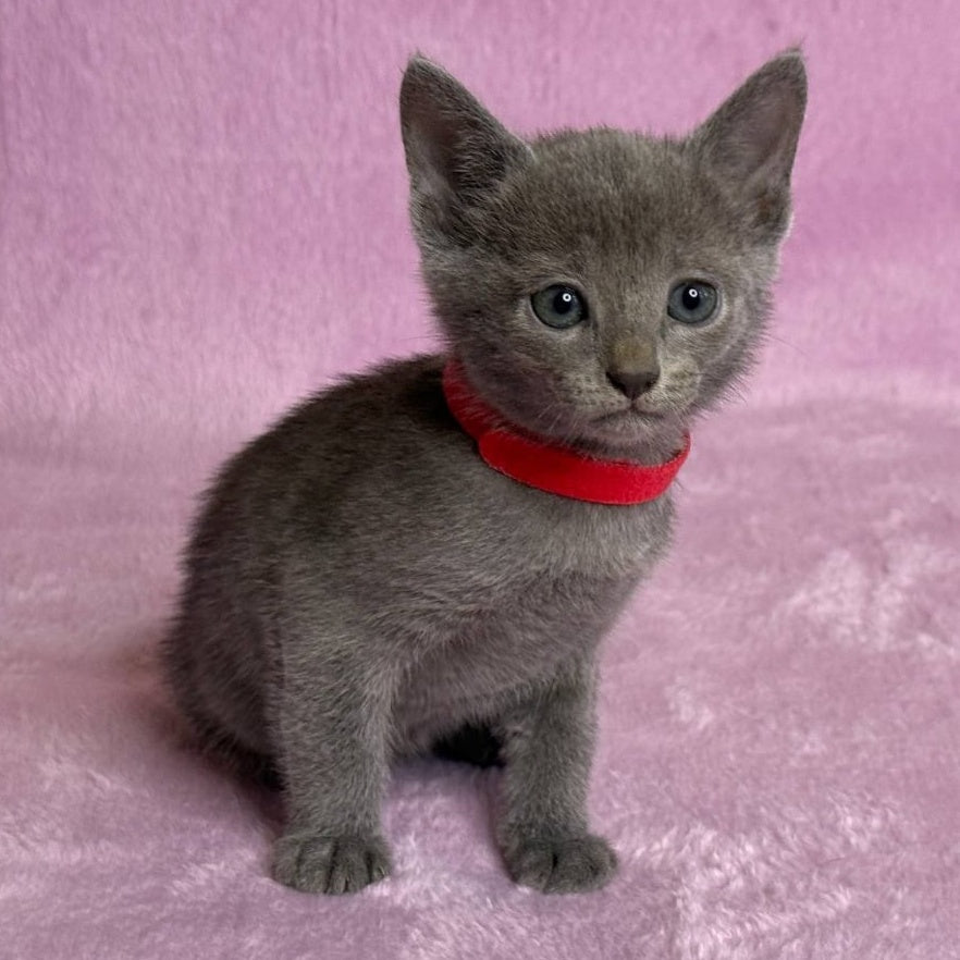 Laid Russian Blue male, blue