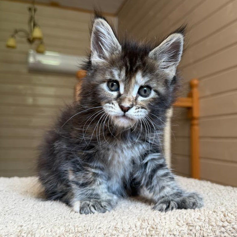 Bamboleilo Maine Coon polydactyl 6x6x6x7 female, black tortie with white tabby