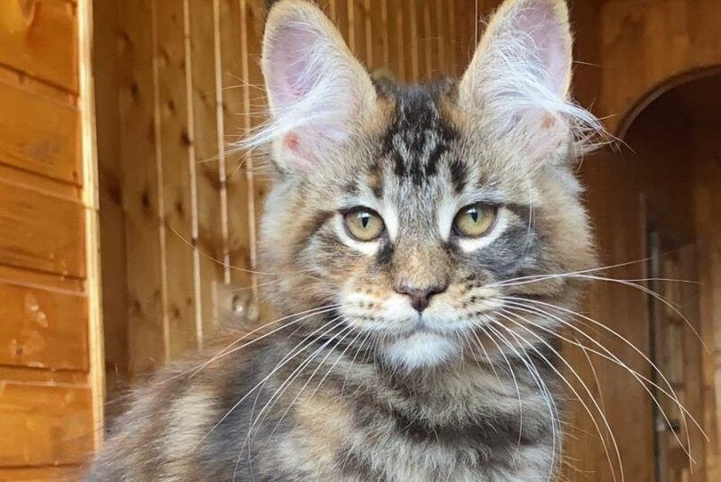 Fifa Maine Coon female, black tortie tabby