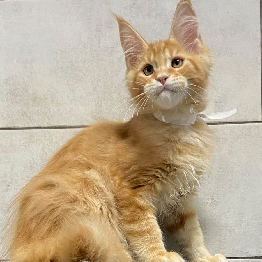 Five Maine Coon male, red tabby