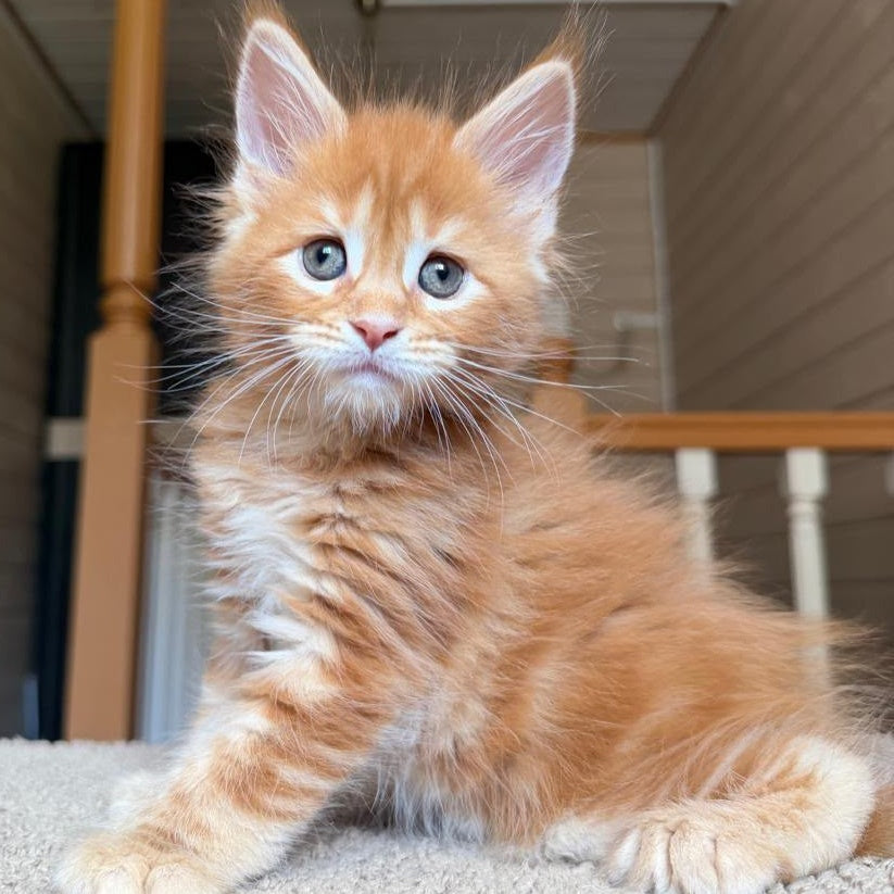 Bazilio Maine Coon polydactyl 6x6x6x6 male, red tabby with white