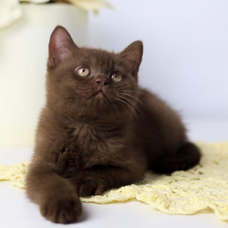 Yahont British Shorthair male, chocolate