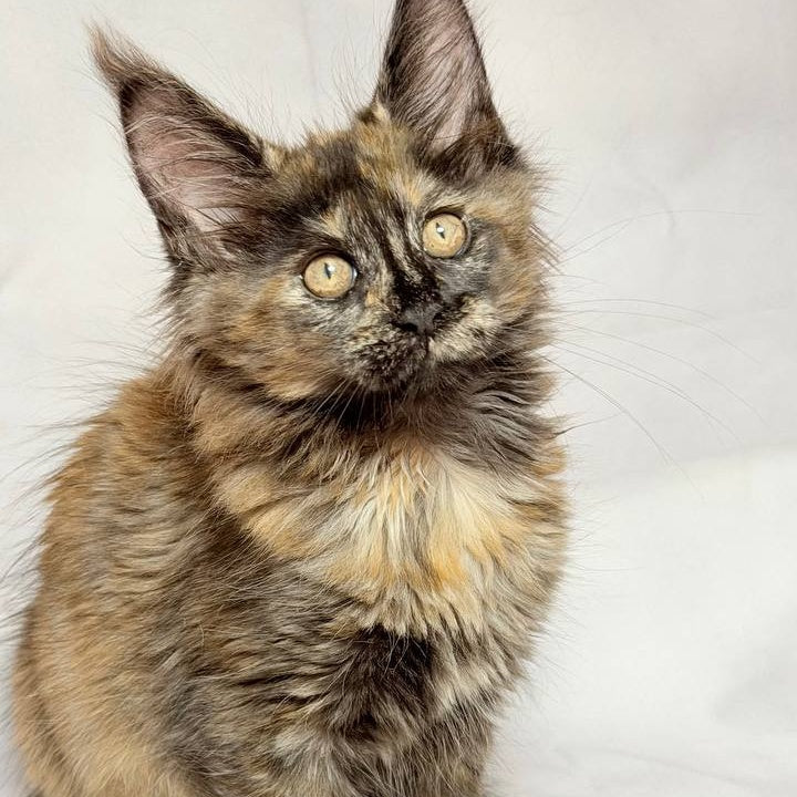 Lionella Maine Coon female, black tortie