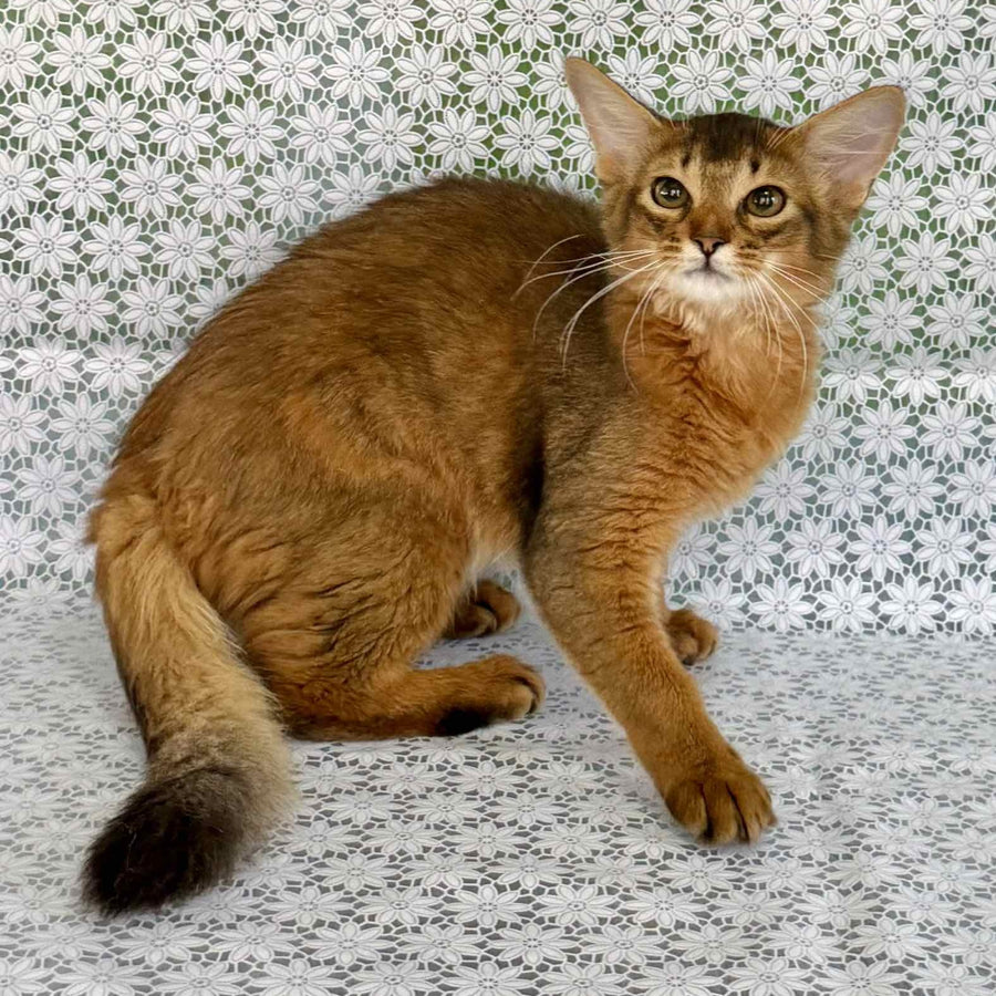 Dzhenifer Somali female, ruddy