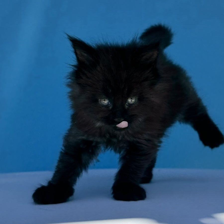 Ursa Maine Coon female, black silver