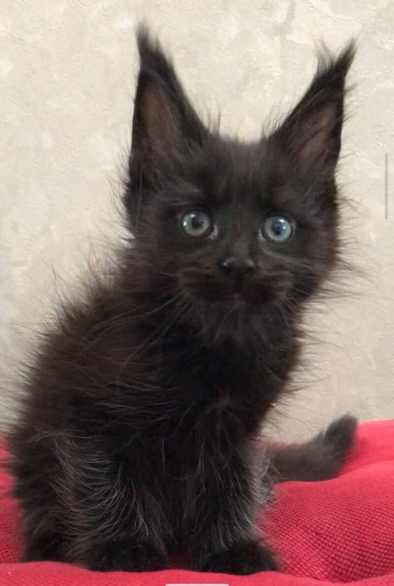 Vlastelina Maine Coon female black - live animals