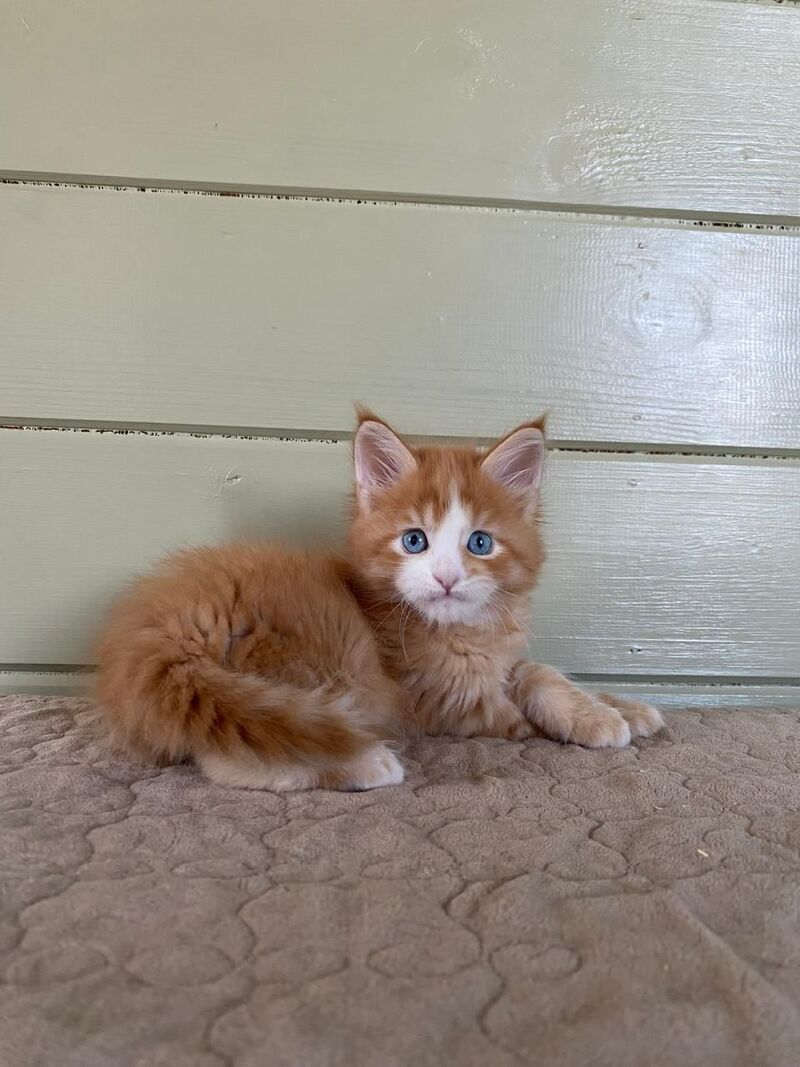 Tutti Frutti Maine Coon male red tabby with white - live animals
