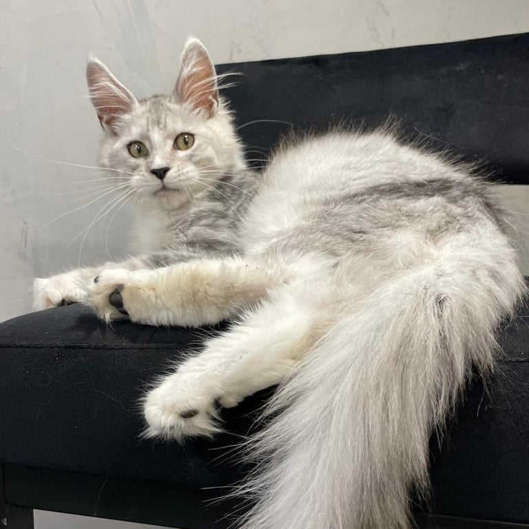 Kira Maine Coon female, black silver bicolour ticked tabby