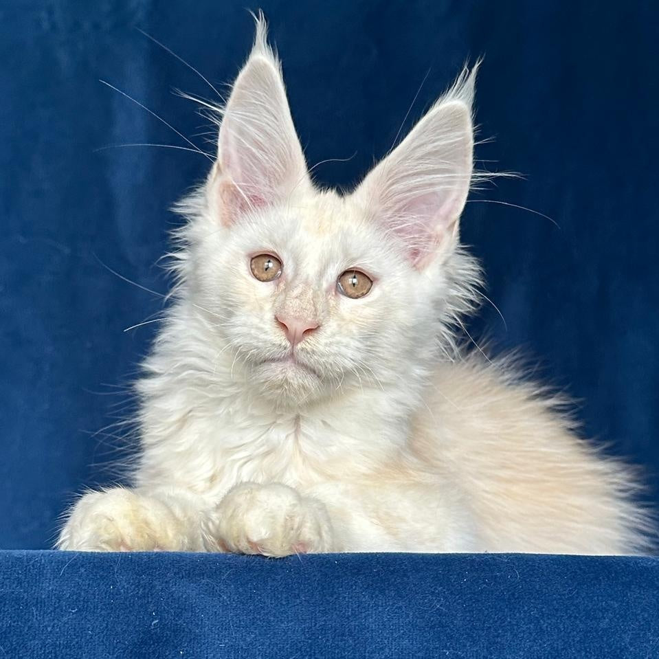 Large Sam Maine Coon male, red silver shaded