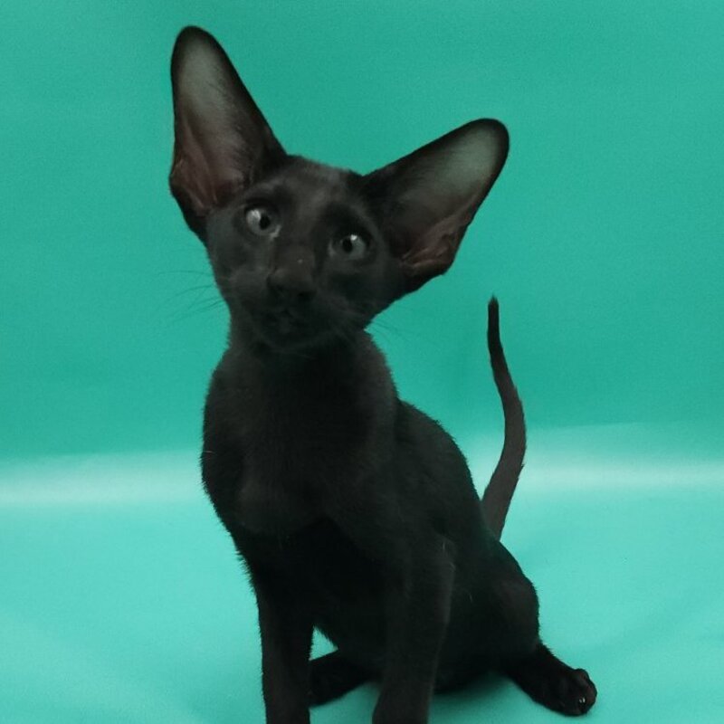 Romeo Oriental Shorthair male, black