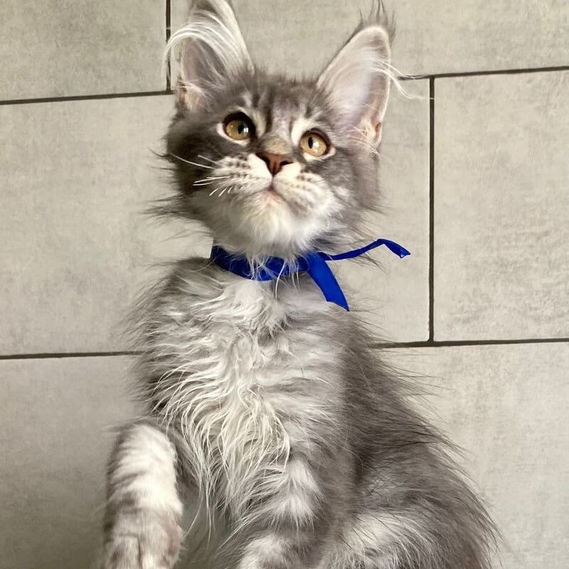 Ussuriysk Maine Coon male, blue silver tabby