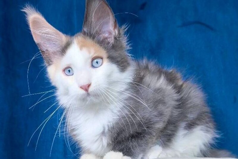 Ledi Dior Maine Coon female, blue tortie silver bicolour