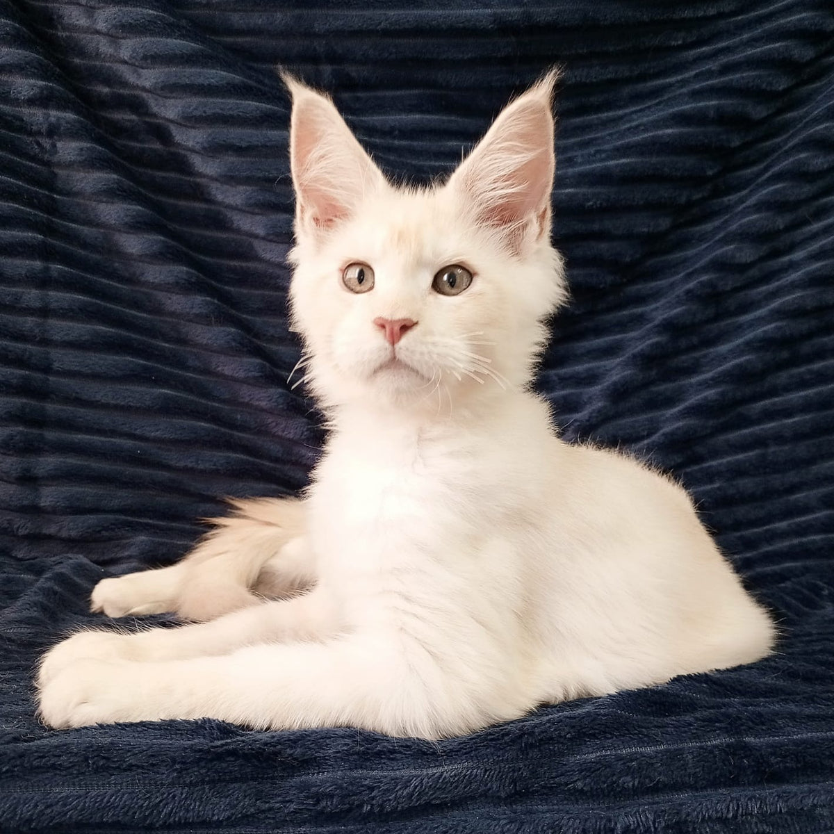 Xamer Maine Coon male, red silver tabby