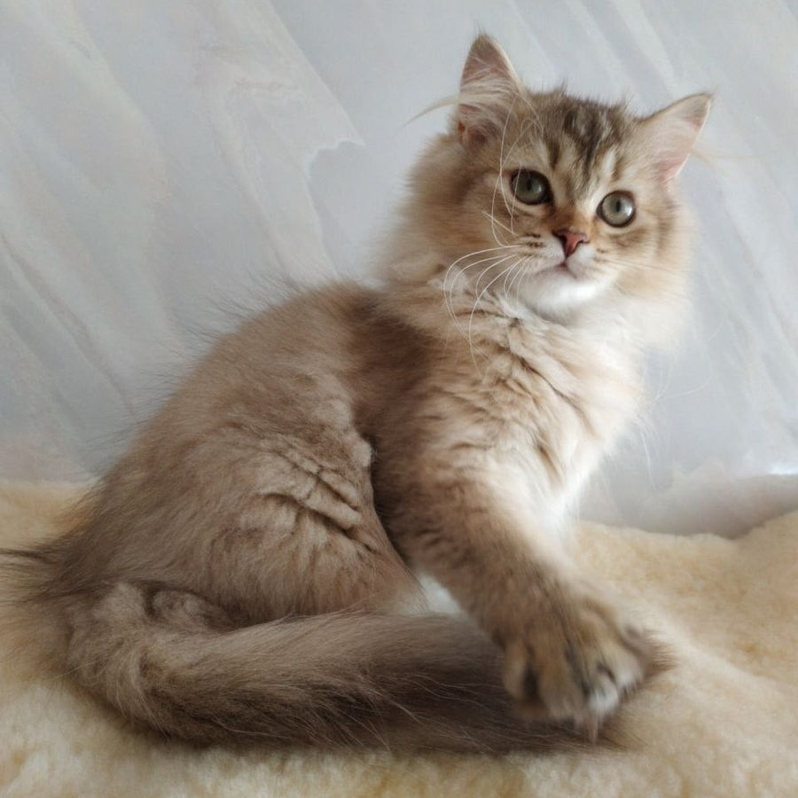 Clyde Scottish Straight male, chocolate golden ticked tabby