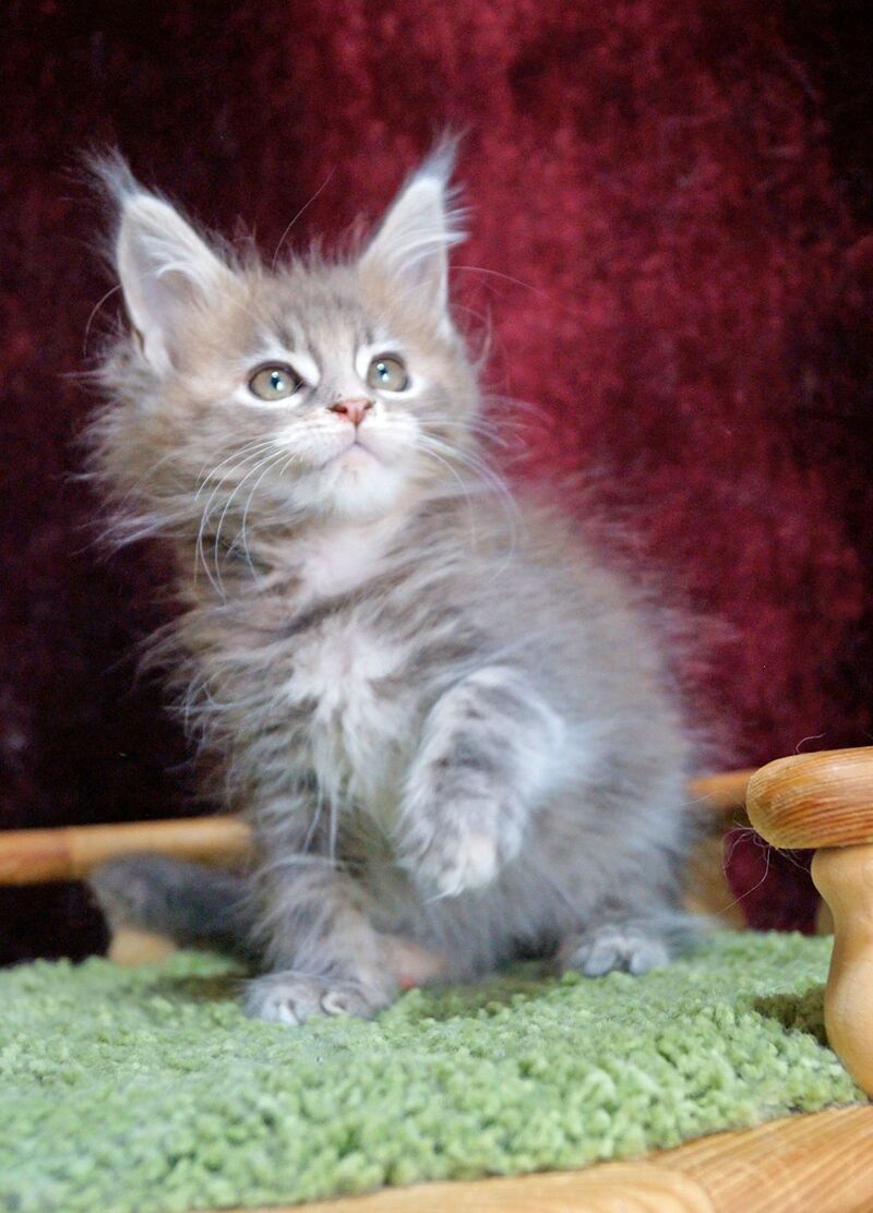 Ofeliya Maine Coon female blue tortie silver tabby - live animals